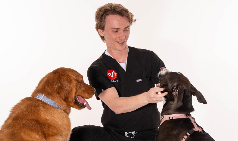 A veterinary staff member kneels to greet two dogs on the floor.