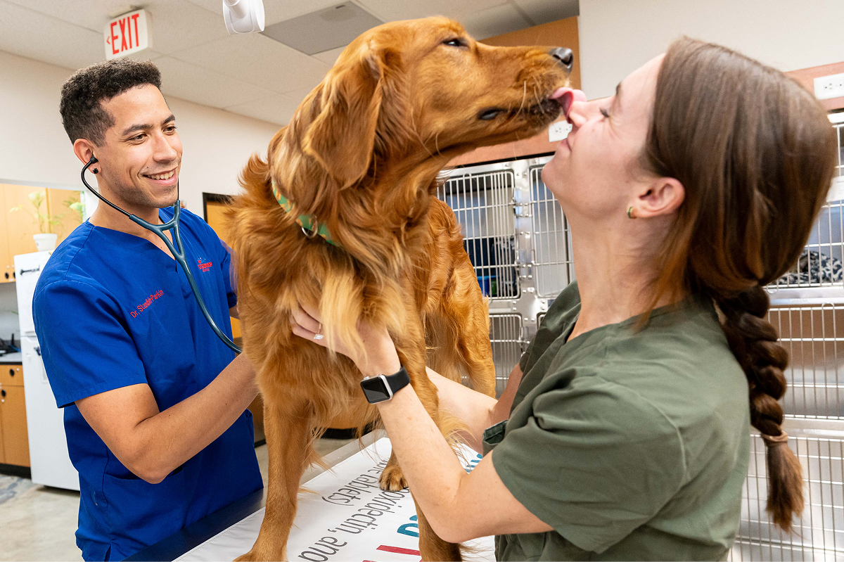 A veterinarian and assistant handle a large dog on a table.