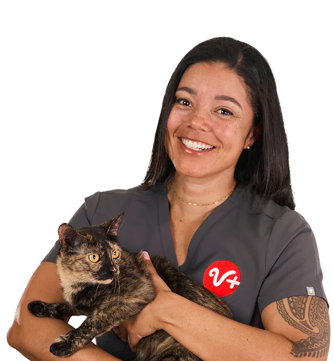 Vet holding cat