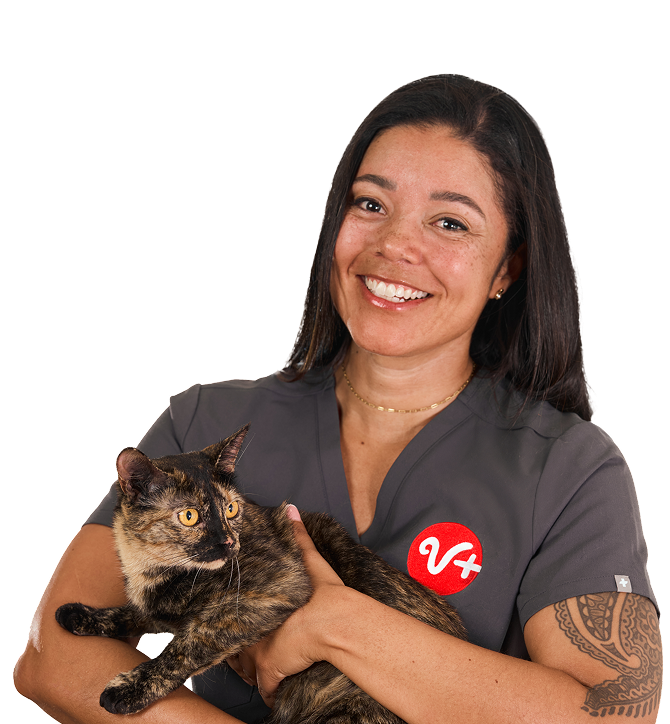 Vet holding cat