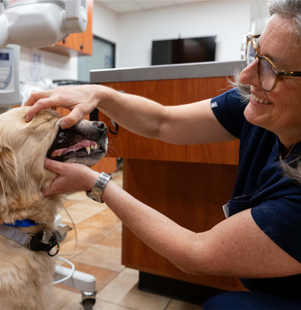 A veterinarian holds open a dog's lips to examine its teeth.