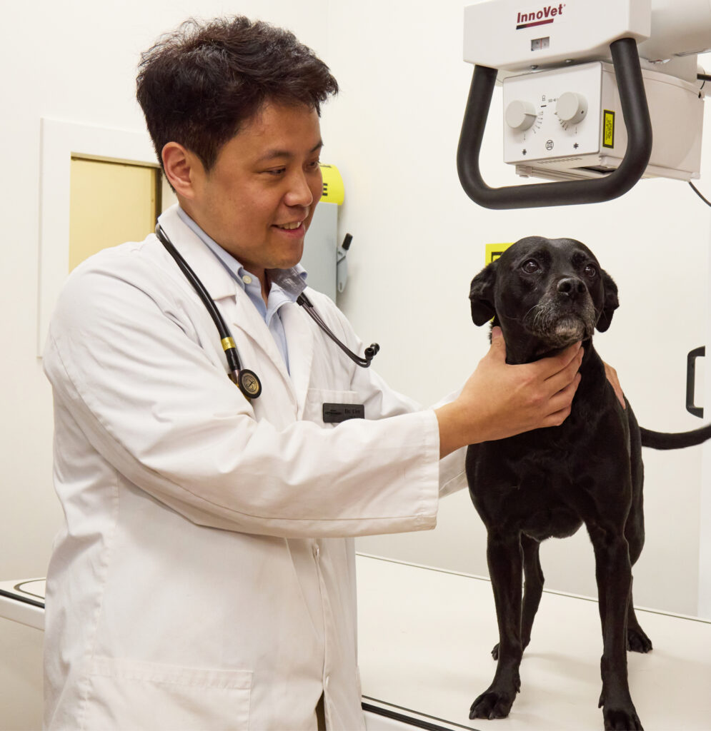 A veterinarian examines a black dog on a table.