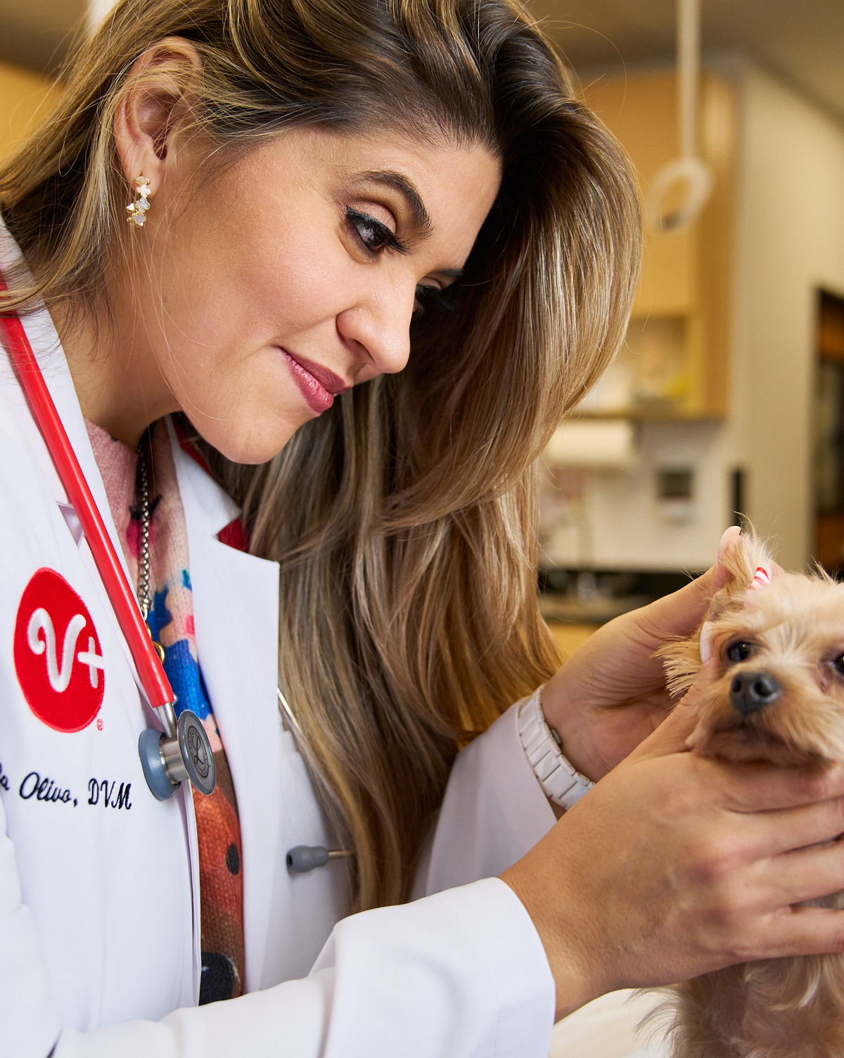 A veterinarian with a small dog on an exam table