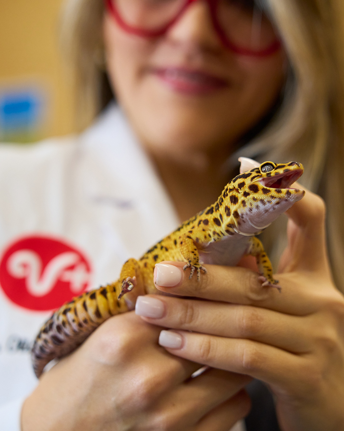A veterinarian with a leopard gecko.