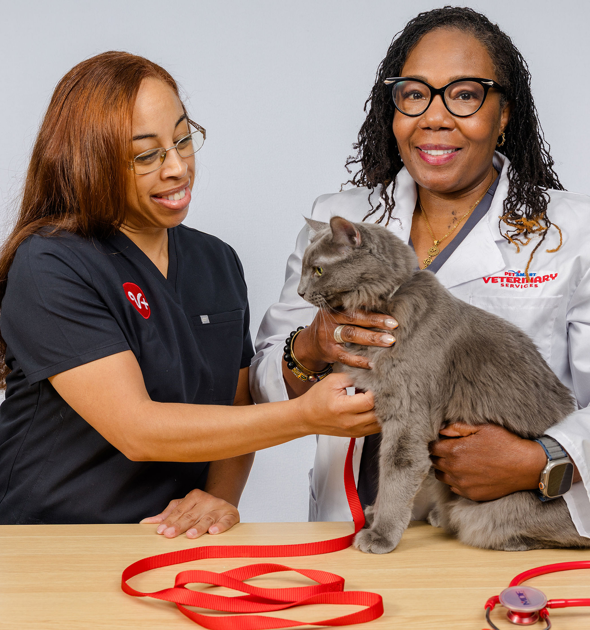 Vets with gray cat