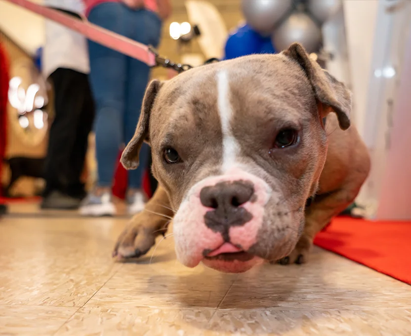 Closeup of a dog from the front