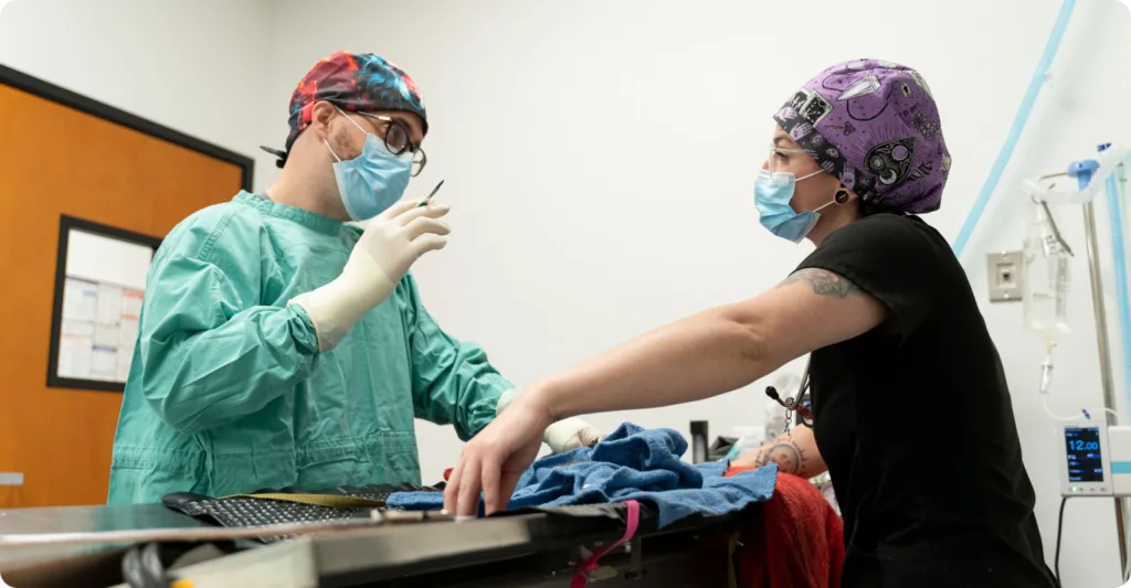 Vet with assistant