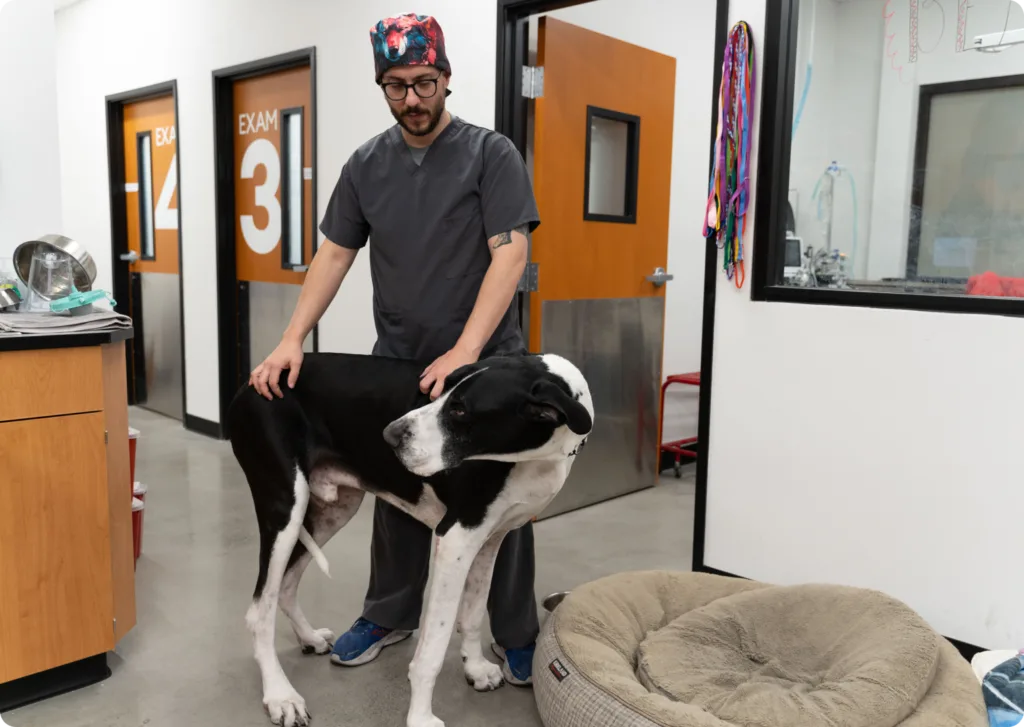 Vet with large dog