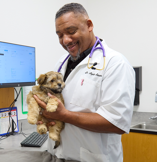 A veterinarian with a small dog