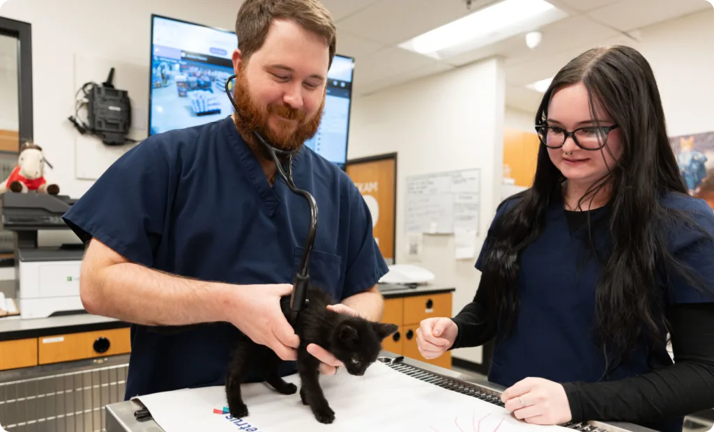 Vets with black cat