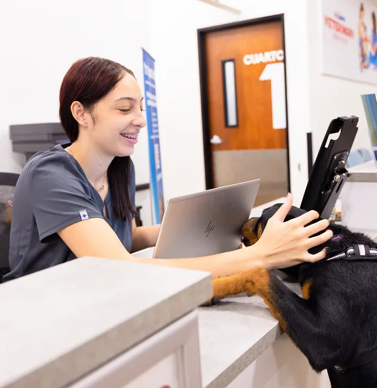 A receptionist petting a large dog with its front paws on the desk
