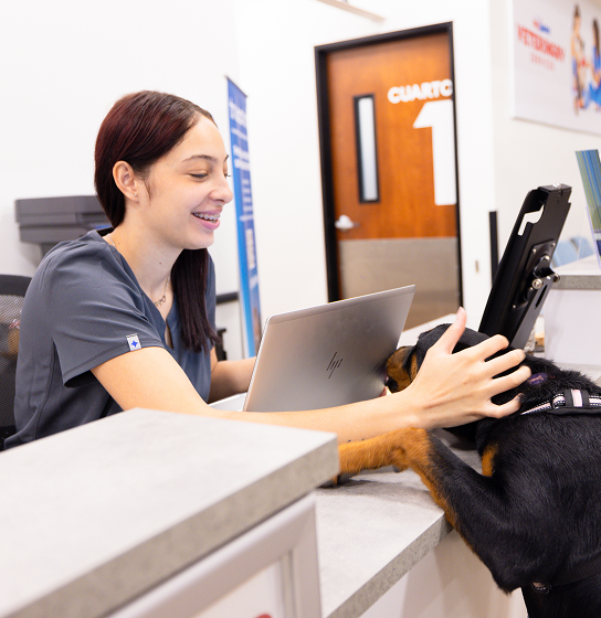 A receptionist petting a large dog with its front paws on the desk