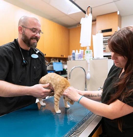 A veterinarian and assistant examine a cat