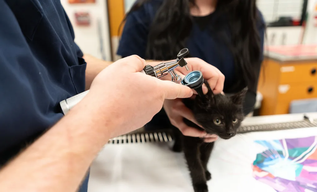 Vet examining the ear of a black kitten