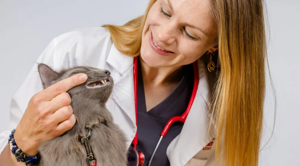 Vet checking teeth of gray cat