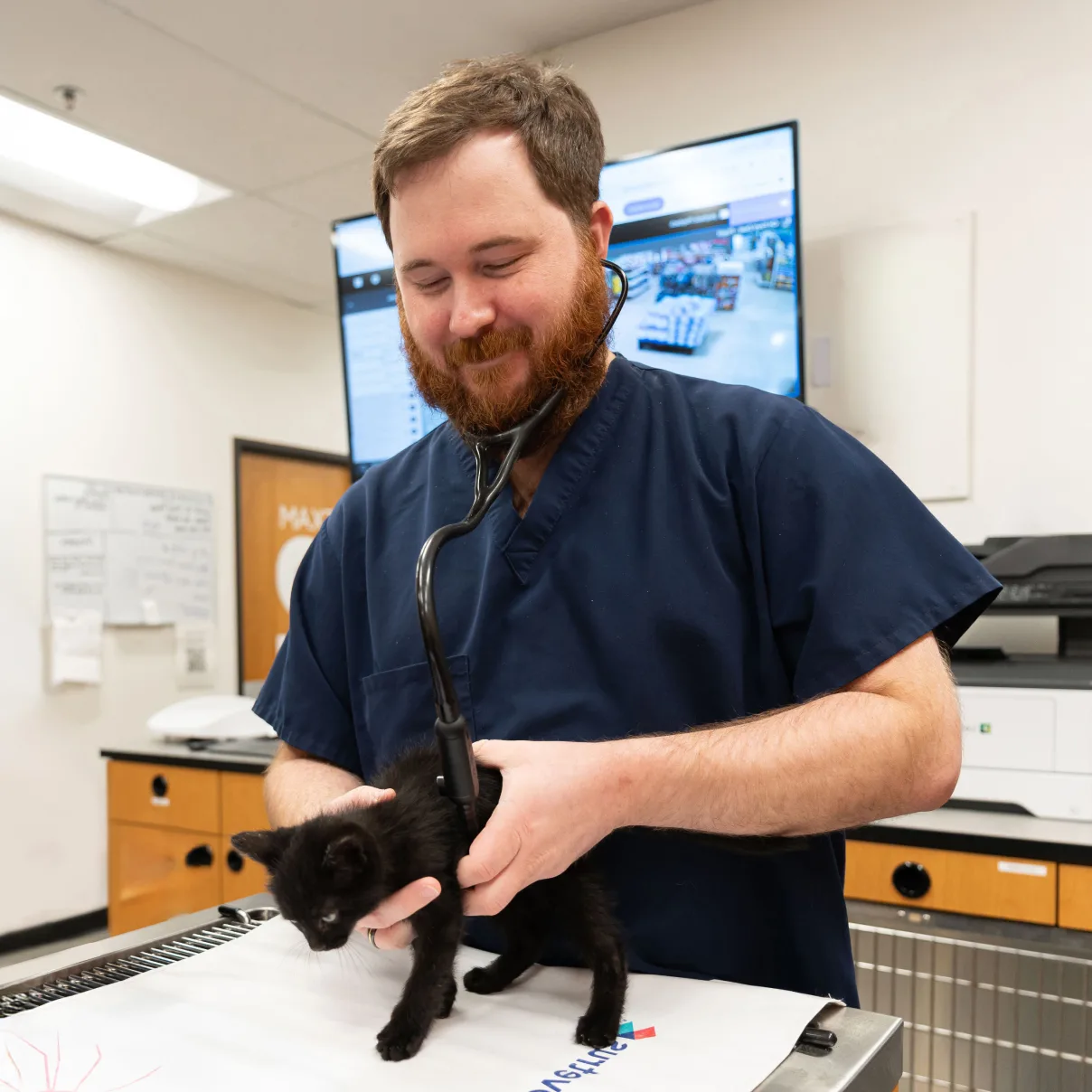Vet working with black kitten