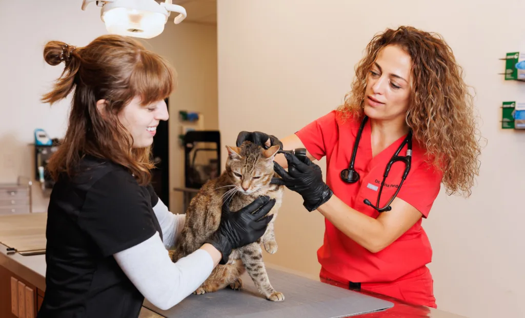 Dr. Perdew examining patient Jinx